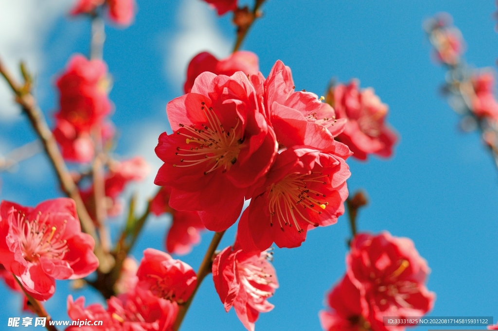 桃花