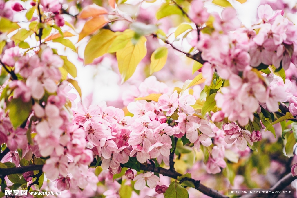 桃花