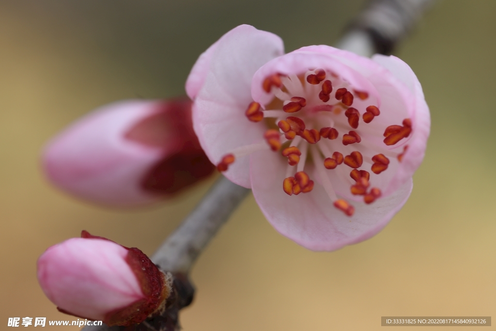 桃花