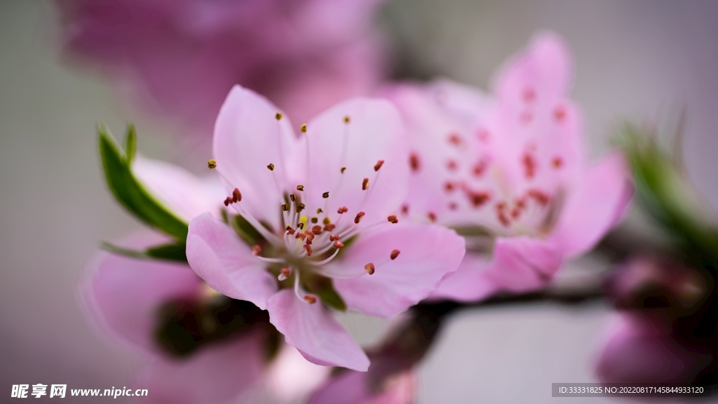 桃花