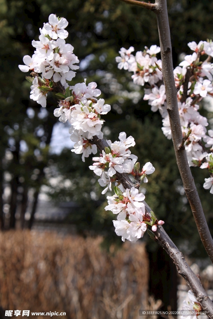 梅花