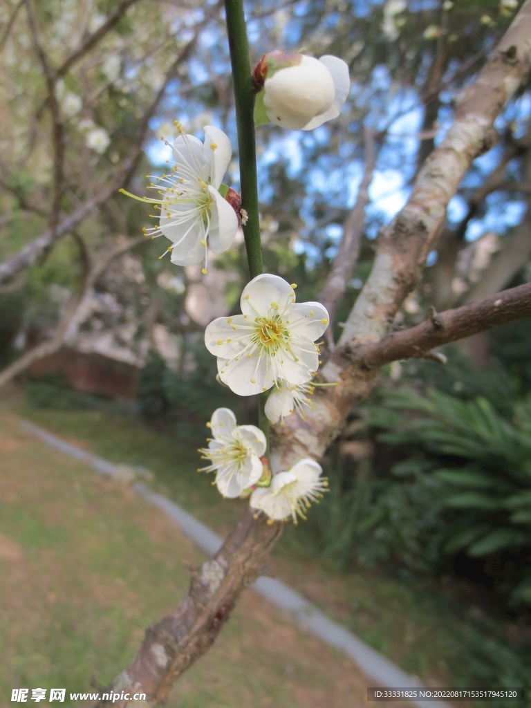 梅花