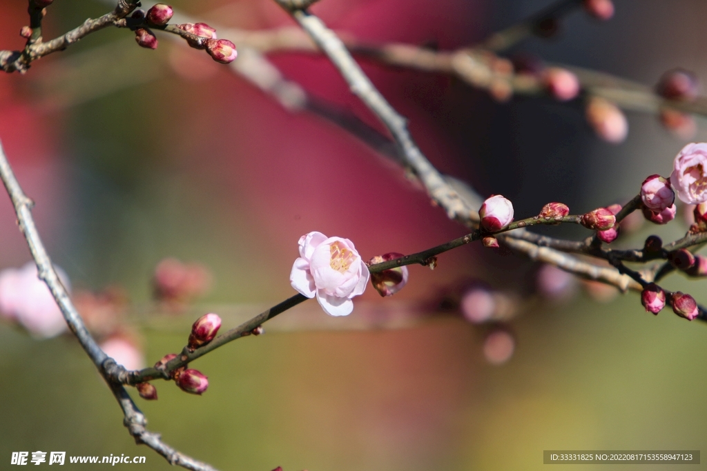 梅花