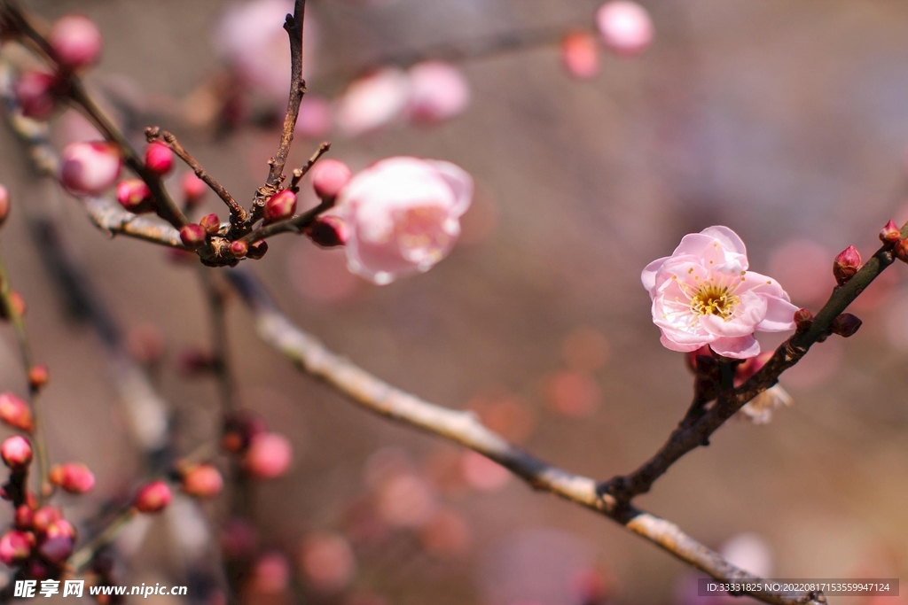 梅花