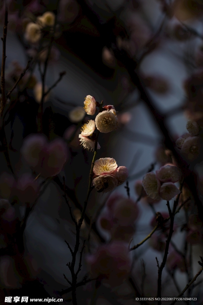 梅花