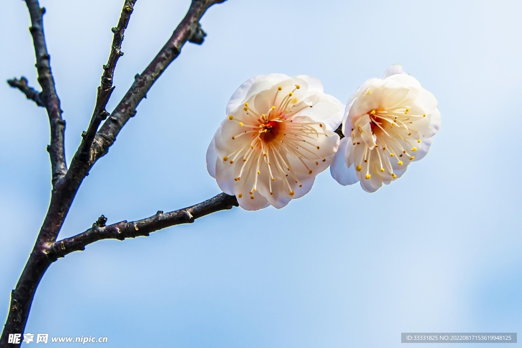 梅花