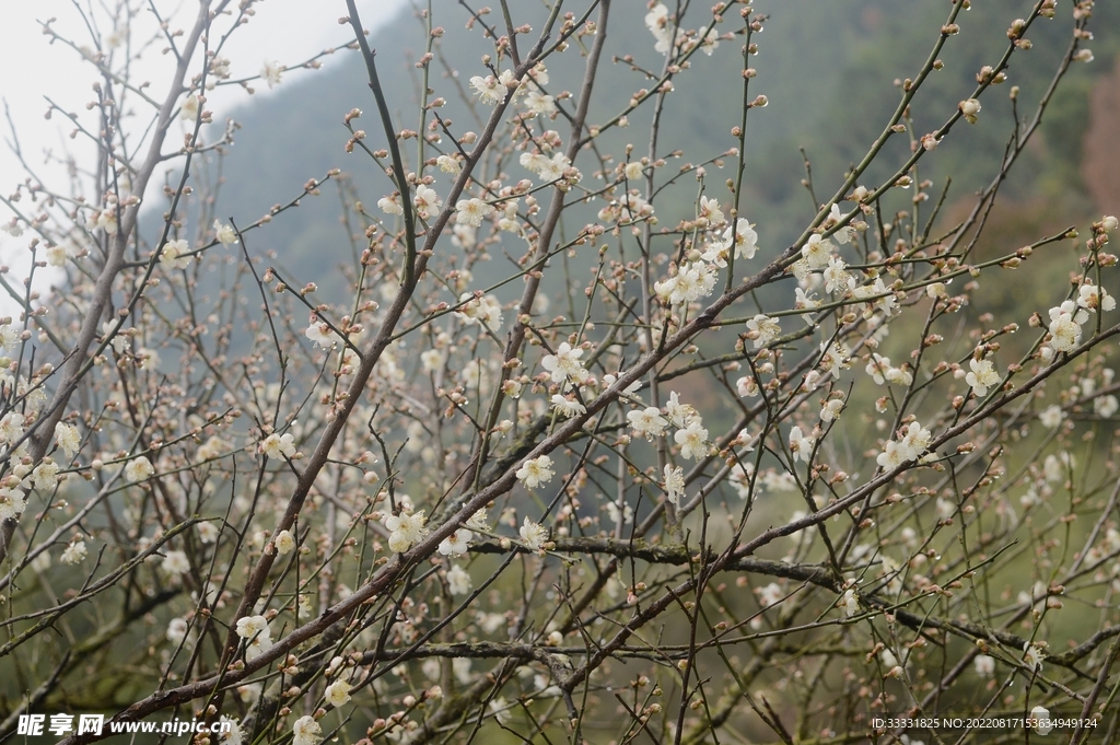 梅花