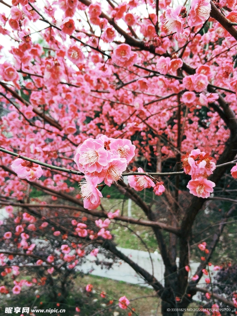 梅花