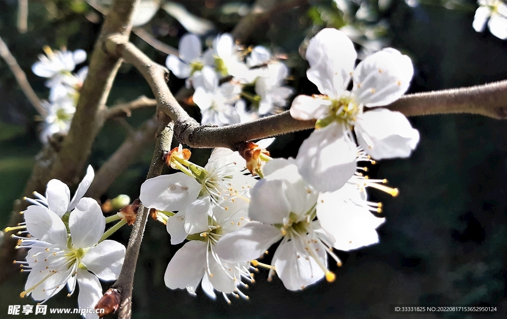 梅花