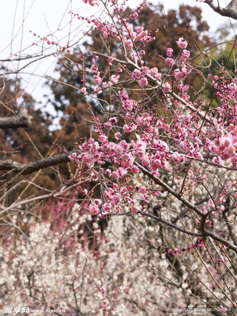 梅花