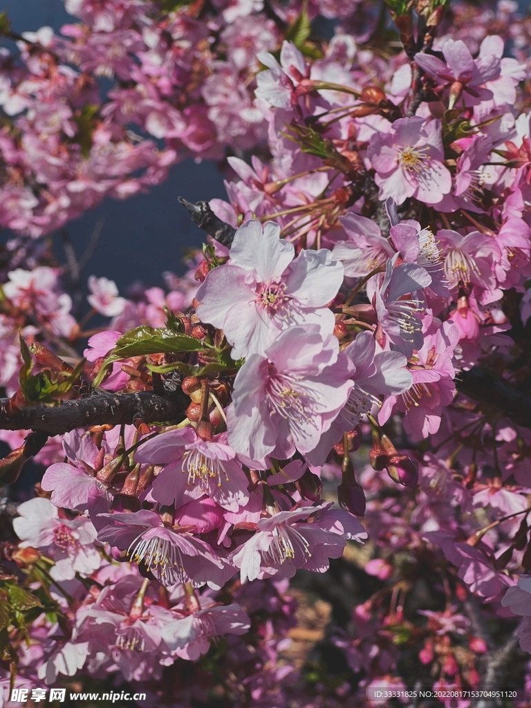 梅花