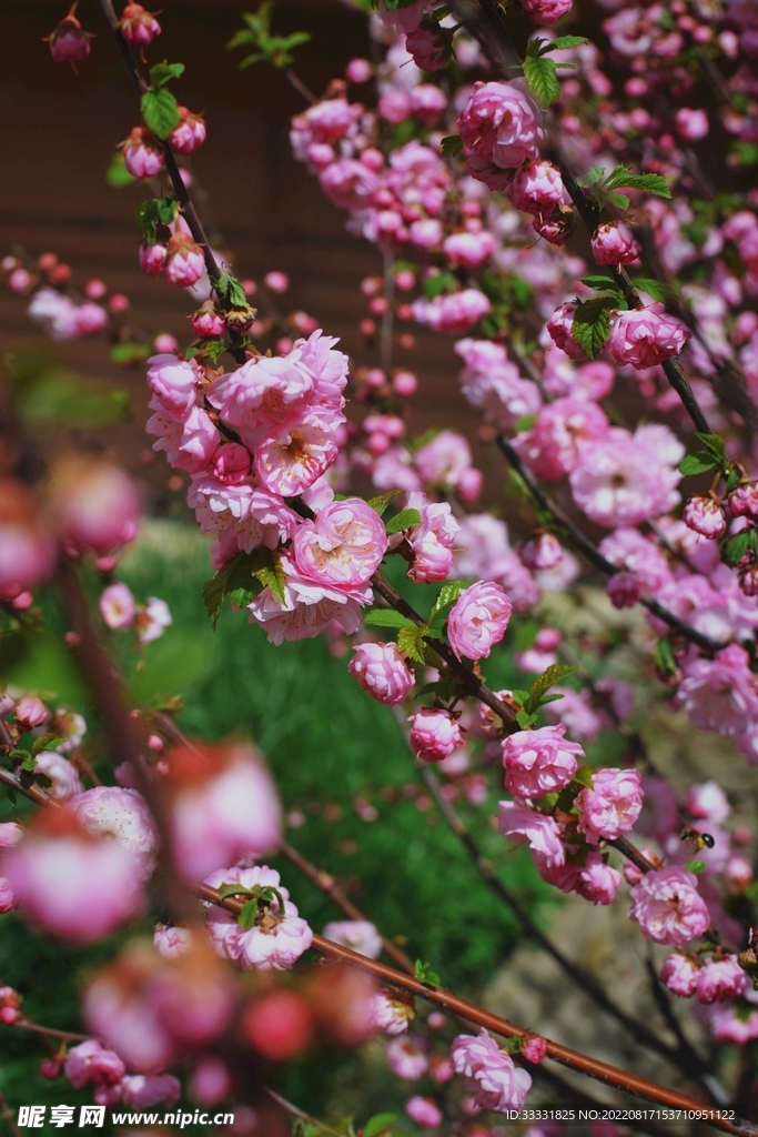 梅花