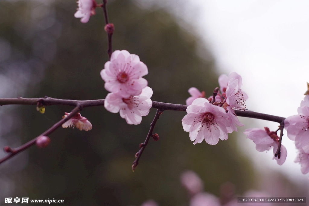 梅花