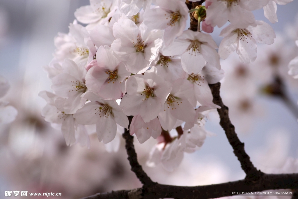 梅花