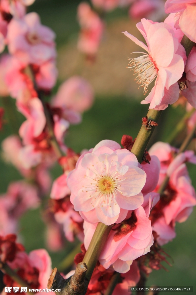 梅花