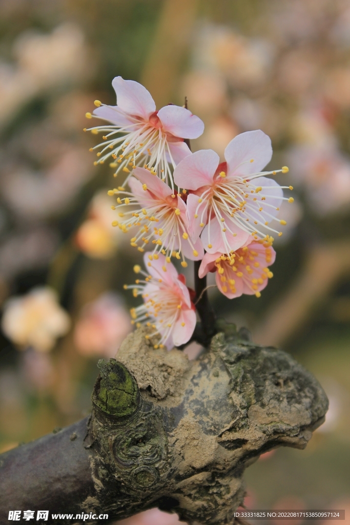 梅花