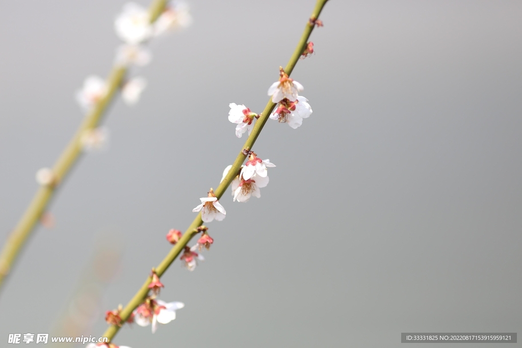 梅花