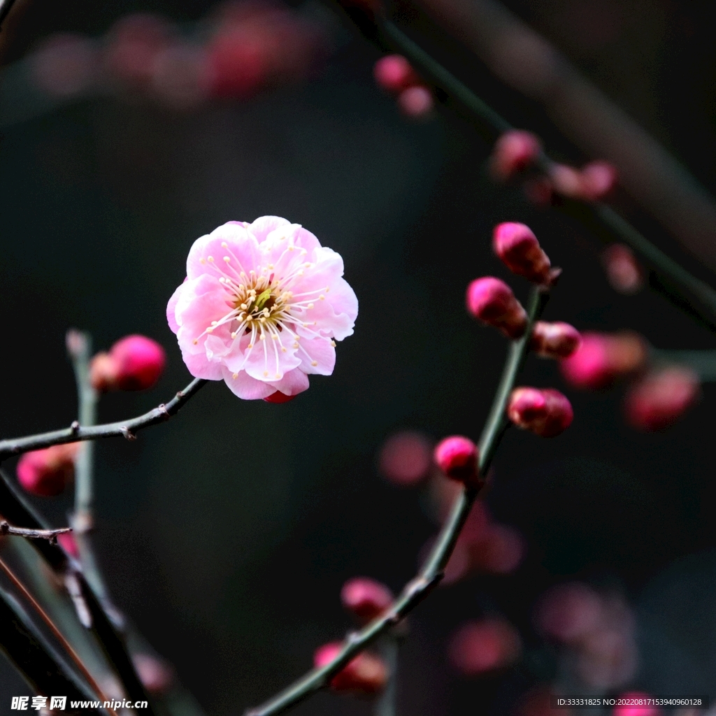 梅花