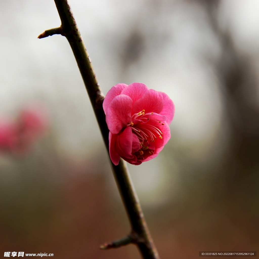 梅花