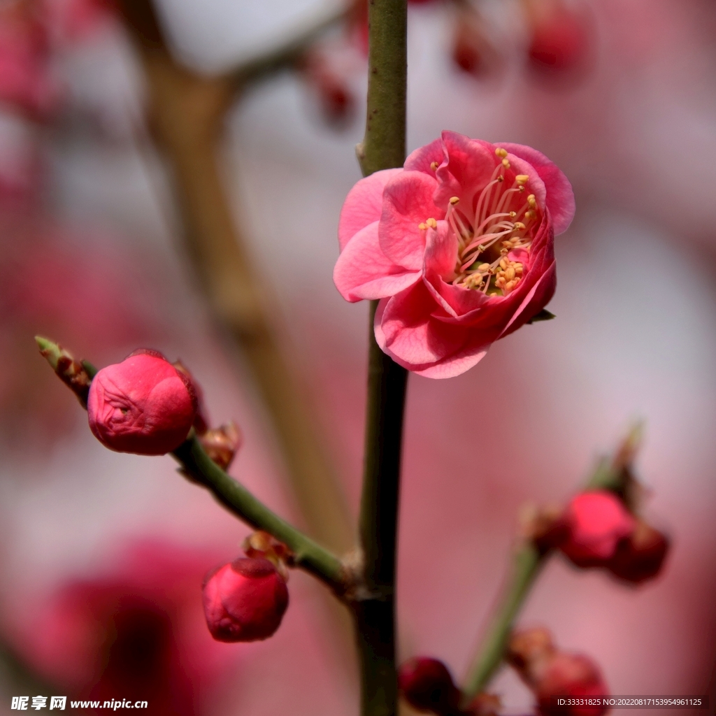 梅花
