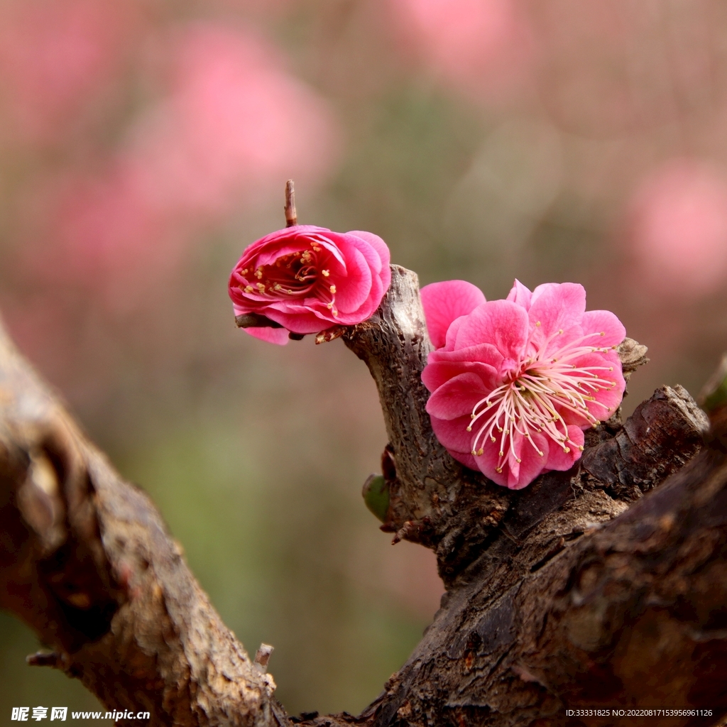 梅花