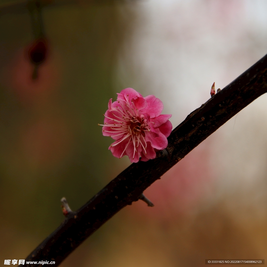 梅花