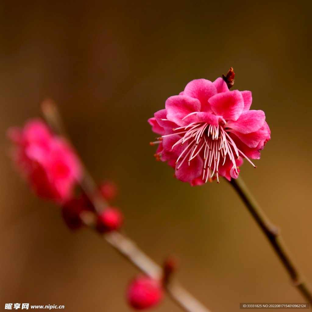 梅花