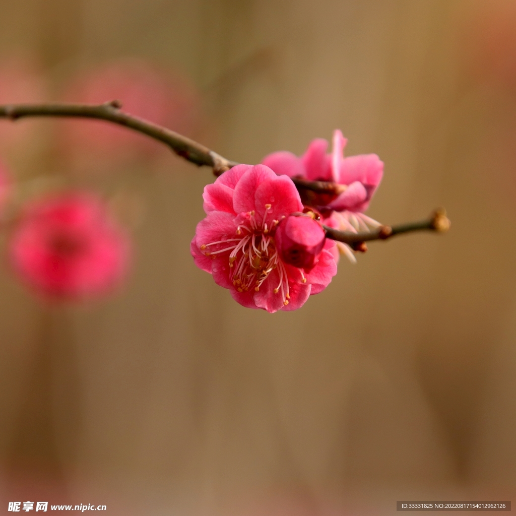 梅花