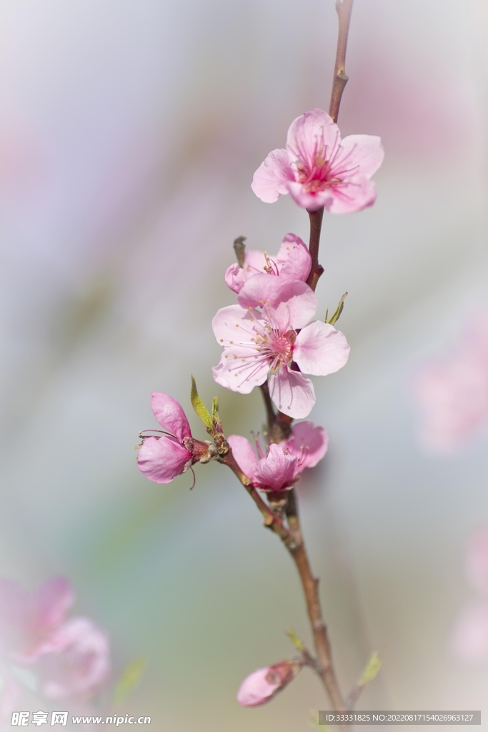 梅花