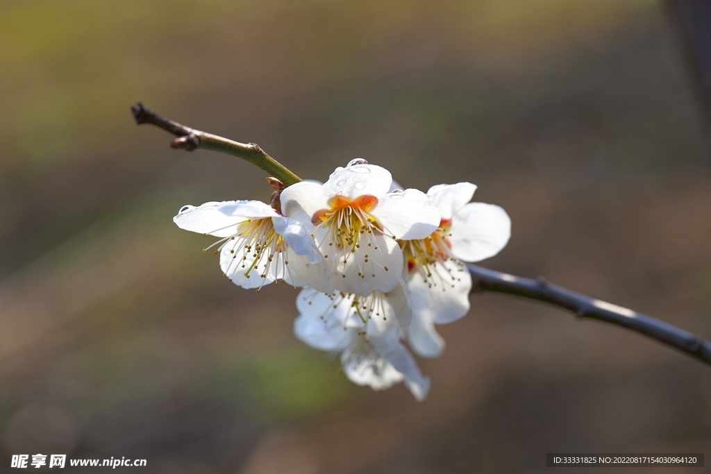 梅花