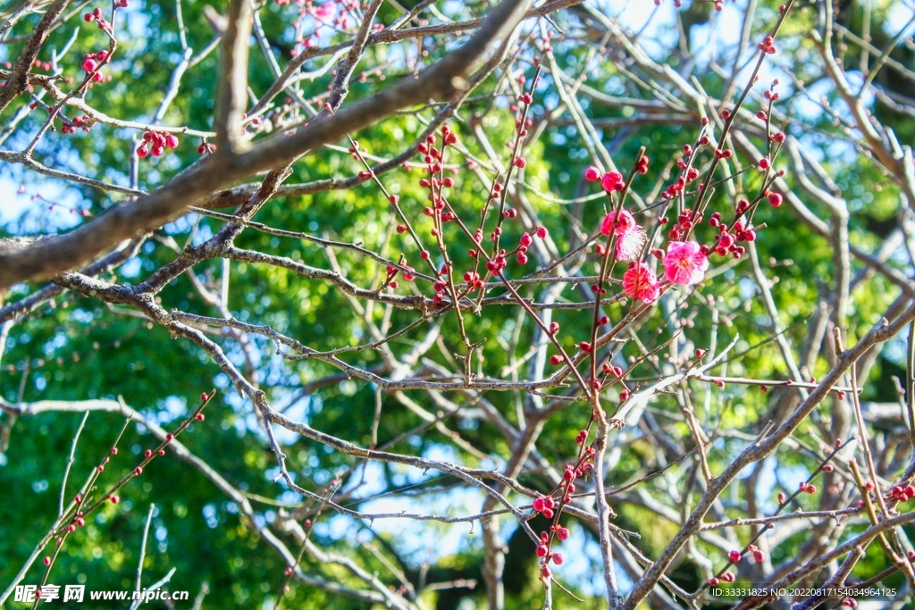 梅花