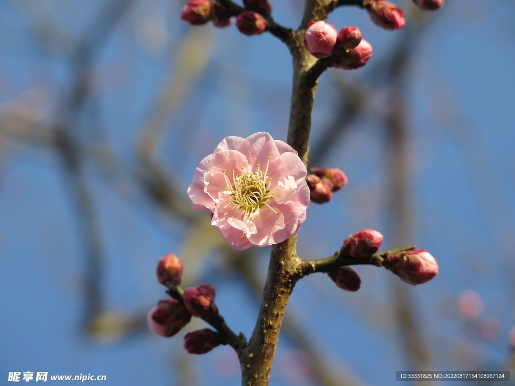 梅花