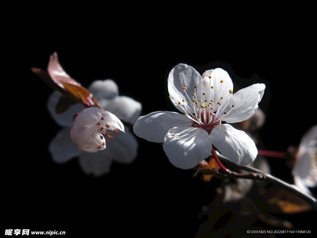 梅花