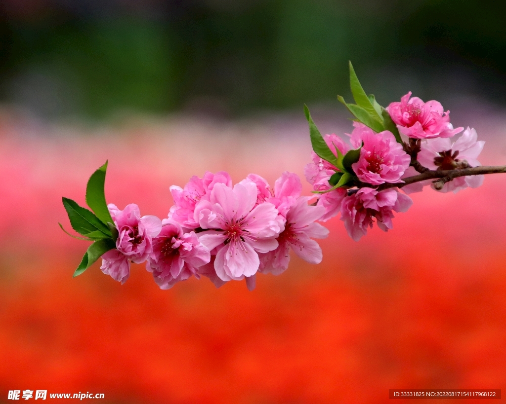梅花