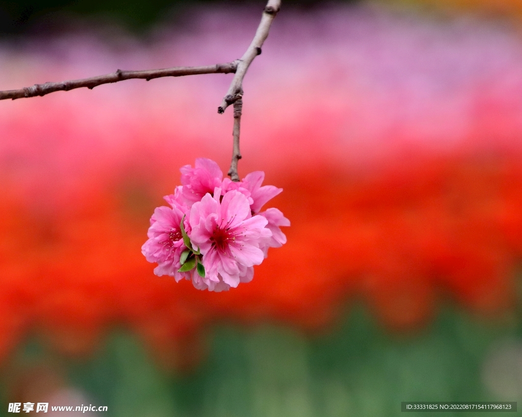梅花
