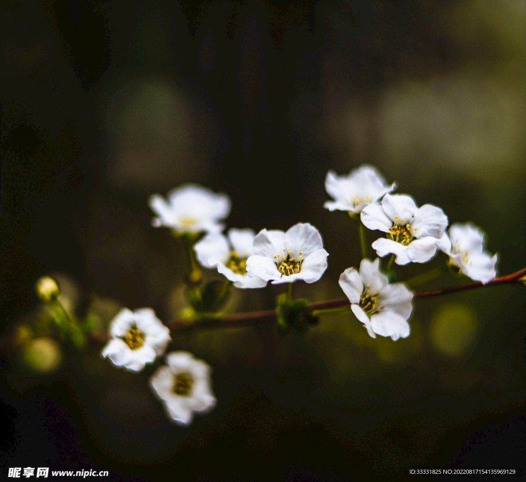梅花