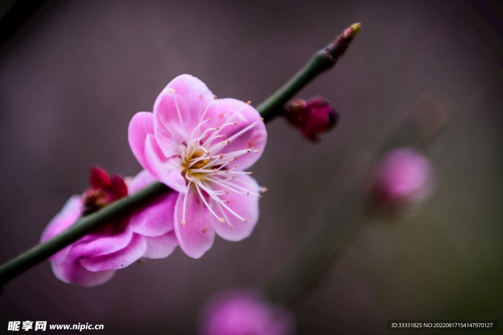 梅花