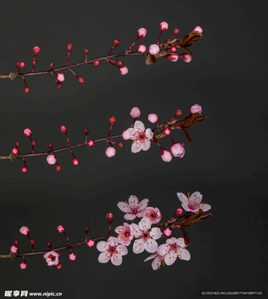 梅花