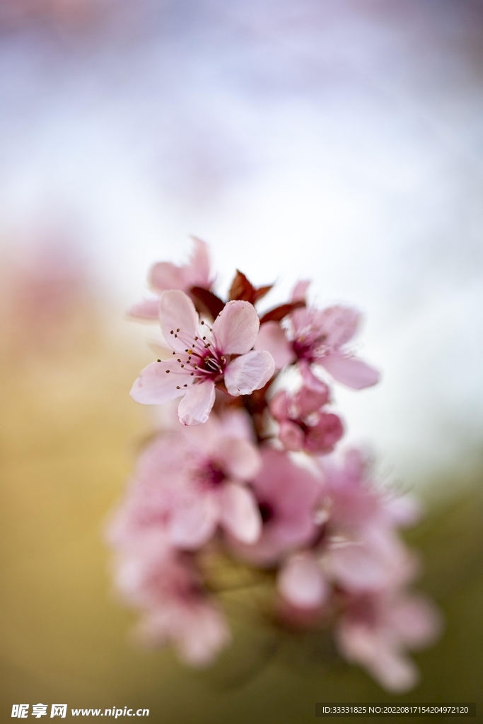 梅花