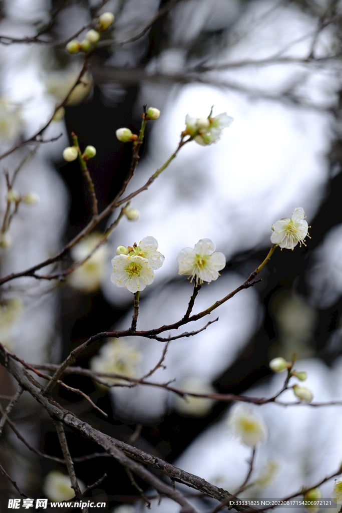 梅花
