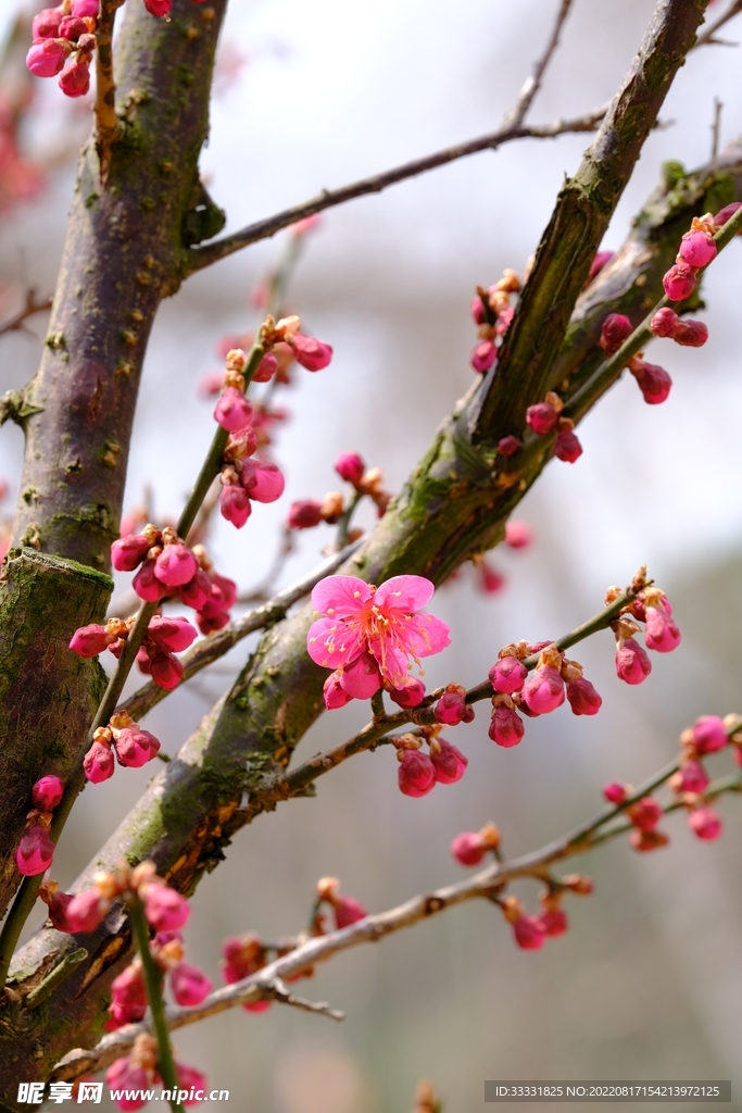 梅花