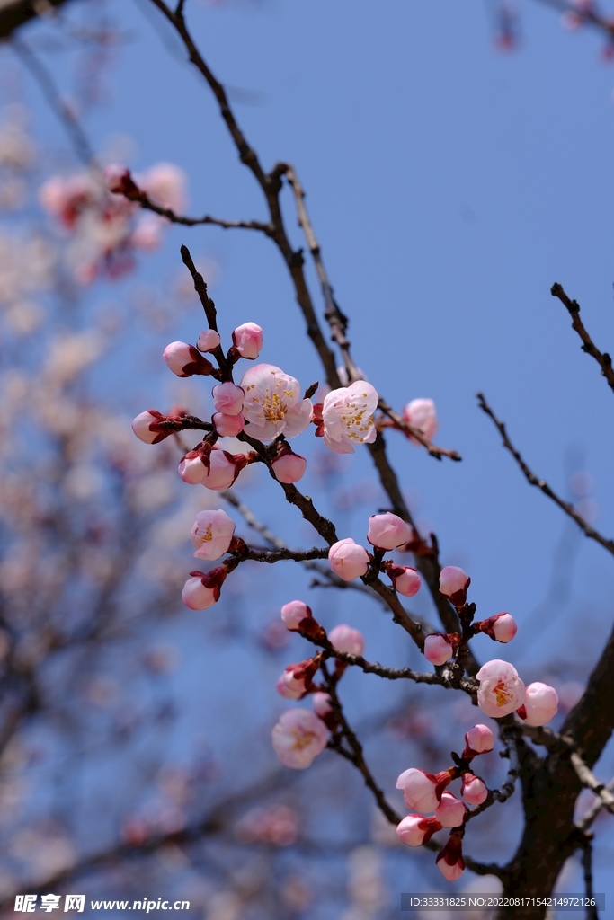 梅花