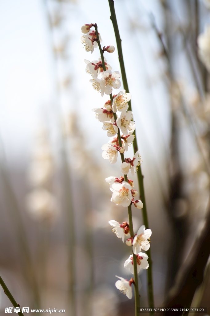 梅花