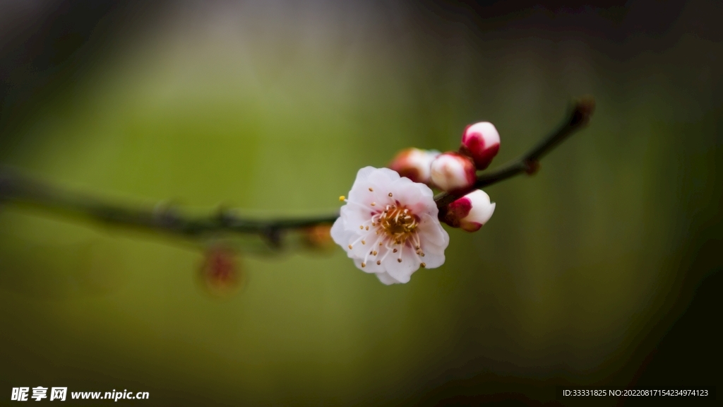 梅花