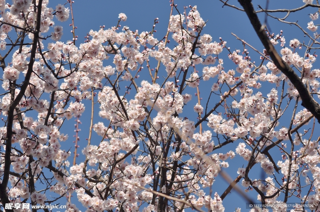 梅花