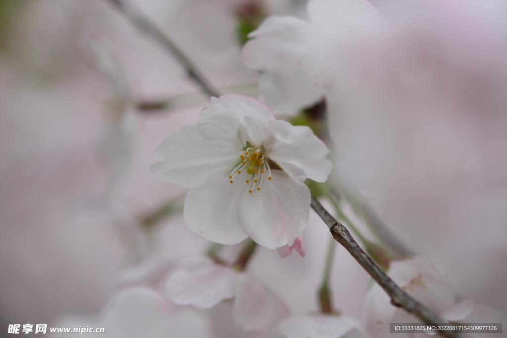 梅花