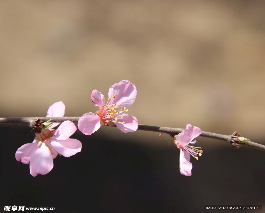 梅花