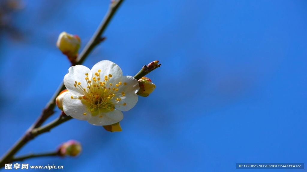 梅花
