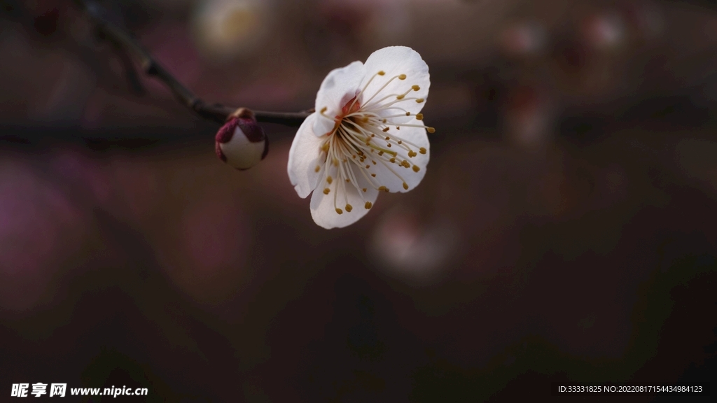 梅花