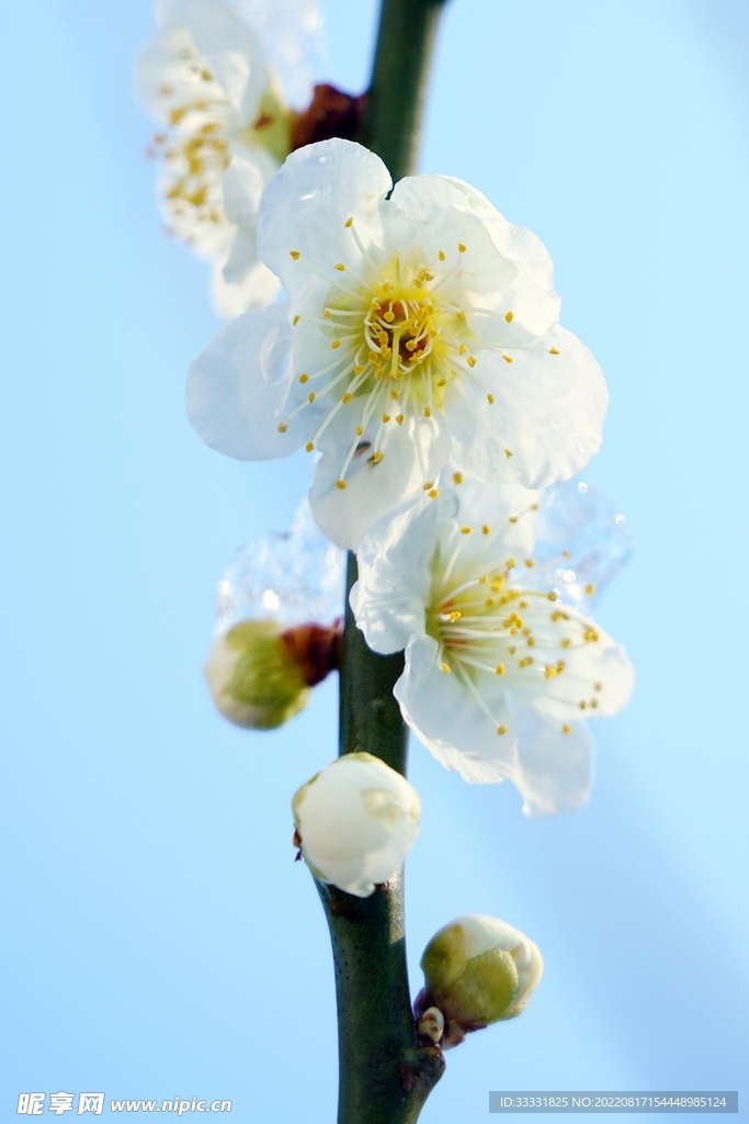 梅花